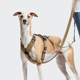 L-1 Hands-Free Leash AKTIV Khaki/Grey