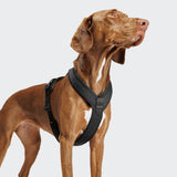 Y-1 Harness AKTIV Air-Mesh Black