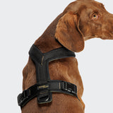 Y-1 Harness AKTIV Air-Mesh Black