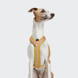 Y-1 Harness AKTIV Air-Mesh Peach
