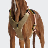 Y-2 Harness AKTIV Cordura Peach