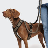 L-2 Jogging-Leash AKTIV Olive