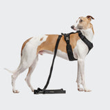 L-2 Jogging-Leash AKTIV Black