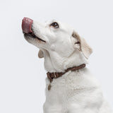 Weißer Hund mit rund geflochtenem braunen Lederhalsband