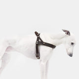 Hundegeschirr Central Park Saddle Brown Silver