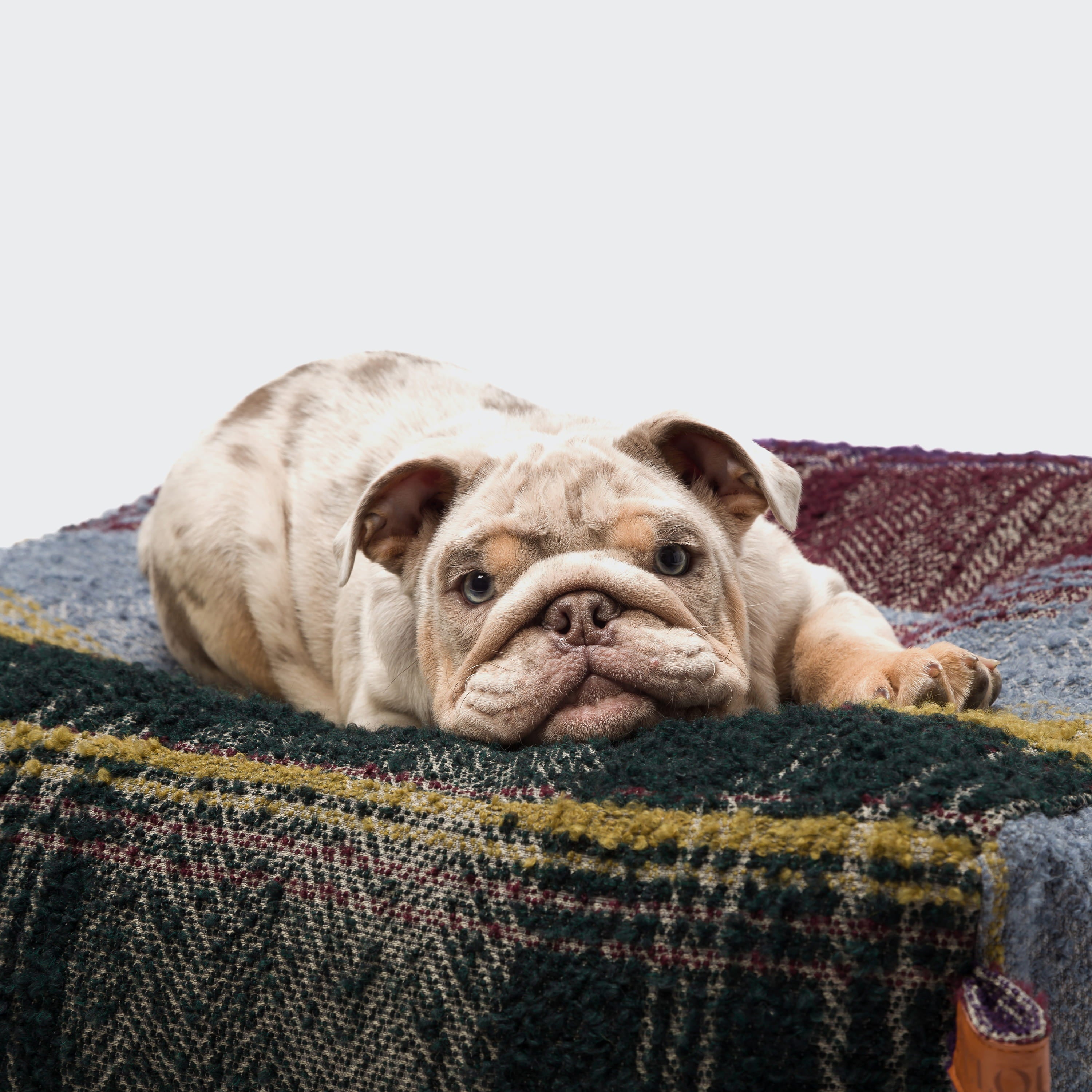 Hundebett Cube Tartan Purple