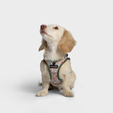 Step-in Harness LTTL Blossoms