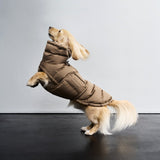 Dachshund Coat Alaska Sandy Brown