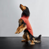 Dog Coat Brooklyn Rust