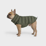 French Bulldog Coat Alaska Light Olive
