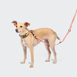 C-1 Zugstopp Halsband Air-Mesh AKTIV Neon Green/Peach