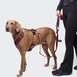 L-1 Freihandleine AKTIV Aubergine/Soft Rose