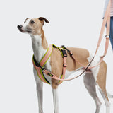 Y-1 Harness AKTIV Air-Mesh Peach