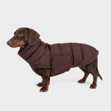 Dachshund Coat Alaska Dark Aubergine