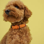 Hundehalsband Madeira Papaya